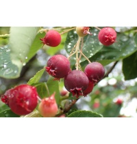 Amelanchier_du_Canada - Haie champetre  - Pepiniere Alsace - Vegetal Local Nord Est- Bio - Jardin forêt comestible - fruitier - permaculture