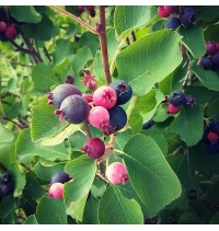Amelanchier_a_grande_fleur__Prince_William - Amelanchier grandiflora - aie champetre - Pepiniere Alsace - Vegetal Local Nord Est- Bio