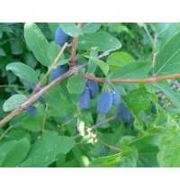 Chèvrefeuille comestible – Baie de mai ‘Kalinka’ - Lonicera kamtchatika - Haie champetre  - Pepiniere Alsace - Vegetal Local Nord Est - Bio - Jardin forêt comestible - fruitier - permaculture