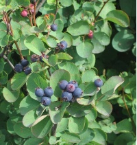 Amelanchier a feuilles d Aulne - Amelanchier alnifolia - Haie champetre  - Pepiniere Alsace - Vegetal Local Nord Est- Bio - Jardin forêt comestible - fruitier - permaculture