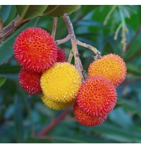 Arbousier_Arbre_aux_fraises_Atlantica_Arbutus_Unedo_Haie champetre  - Pepiniere Alsace - Vegetal Local Nord Est- Bio - Jardin forêt comestible - fruitier - permaculture