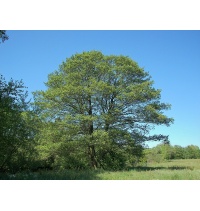 Aulne glutineux - Alnus glutinosa  - Haie champetre  - Pepiniere Alsace - Vegetal Local Nord Est - Bio - Jardin forêt comestible - fruitier - permaculture