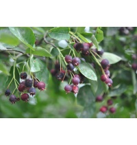 Amelanchier bas amelanchier humilis Haie champetre  - Pepiniere Alsace - Vegetal Local Nord Est- Bio - Jardin forêt comestible - fruitier - permaculture 
