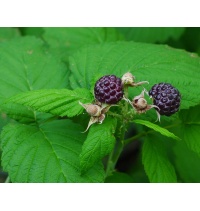 Framboisier 'Glen Coe' - Rubus idaeus - Haie champetre  - Pepiniere Alsace - Vegetal Local Nord Est - Bio - Jardin forêt comestible - fruitier - permaculture