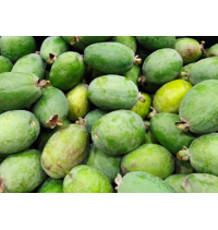 Goyavier du Brésil 'Mammouth' - Feijoa sellowiana  - Haie champetre  - Pepiniere Alsace - Vegetal Local Nord Est - Bio - Jardin forêt comestible - fruitier - permaculture