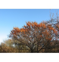 argousier-hergo-femelle-Hippophae-rhamnoides- Haie champetre  - Pepiniere Alsace - Vegetal Local Nord Est- Bio - Jardin forêt comestible - fruitier - permaculture 