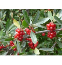 Shépherdie argentée - Shepherdia argentea - Haie champetre  - Pepiniere Alsace - Vegetal Local Nord Est - Bio - Jardin forêt comestible - fruitier - permaculture