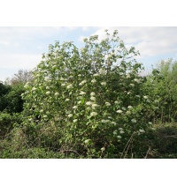 Viorne lantane - Viburnum lantana - Haie champetre  - Pepiniere Alsace - Vegetal Local Nord Est - Bio - Jardin forêt comestible - fruitier - permaculture