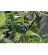 Chèvrefeuille comestible – Baie de mai ‘Kamtchatika’ - Lonicera kamtchatika - Haie champetre  - Pepiniere Alsace - Vegetal Local Nord Est - Bio - Jardin forêt comestible - fruitier - permaculture