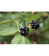 Mûrier noir – Ronce issue de variétés sauvages - Rubus fruticosus sp. 'Darrow' - Haie champetre  - Pepiniere Alsace - Vegetal Local Nord Est - Bio - Jardin forêt comestible - fruitier - permaculture