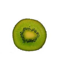Kiwi ‘Solo’ - Actinidia deliciosa - Haie champetre  - Pepiniere Alsace - Vegetal Local Nord Est - Bio - Jardin forêt comestible - fruitier - permaculture