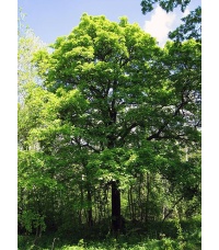Alisier torminal - Sorbus torminalis- Haie champetre - Pepiniere Alsace - Vegetal Local Nord Est- Bio