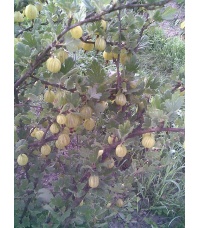 Groseillier à maquereau 'Hinnonmaki jaune' - Ribes uva-crispa  - Haie champetre  - Pepiniere Alsace - Vegetal Local Nord Est - Bio - Jardin forêt comestible - fruitier - permaculture