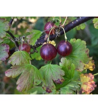 Groseillier à maquereau 'Rouge Freedonia' (sans épine) - Ribes uva-crispa  - Haie champetre  - Pepiniere Alsace - Vegetal Local Nord Est - Bio - Jardin forêt comestible - fruitier - permaculture