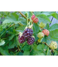 Mûroisier – Ronce hybride mûre-framboise - Rubus Hybris 'Loganberry' - Haie champetre  - Pepiniere Alsace - Vegetal Local Nord Est - Bio - Jardin forêt comestible - fruitier - permaculture