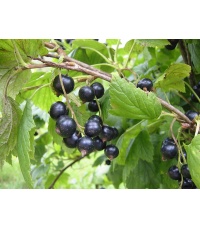 Cassissier ‘Noir de Bourgogne’ - Ribes nigrum - Haie champetre  - Pepiniere Alsace - Vegetal Local Nord Est - Bio - Jardin forêt comestible - fruitier - permaculture