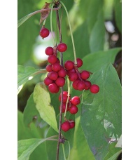 Baie aux 5 saveurs – Liane - Schisandra chinensis - Haie champetre  - Pepiniere Alsace - Vegetal Local Nord Est - Bio - Jardin forêt comestible - fruitier - permaculture