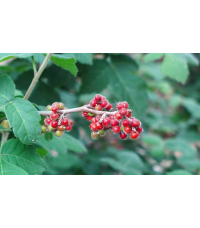 Sumac aromatique 'Grow low' – Vinaigrier couvre-sol - Rhus aromatica 'Grow low' - Haie champetre  - Pepiniere Alsace - Vegetal Local Nord Est - Bio - Jardin forêt comestible - fruitier - permaculture