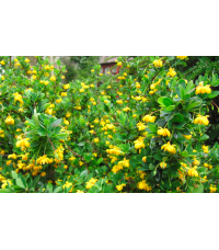 Épine-vinette à feuilles de Buis - Vinettier nain - Berberis buxifolia ‘Nana’  - Haie champetre  - Pepiniere Alsace - Vegetal Local Nord Est - Bio - Jardin forêt comestible - fruitier - permaculture