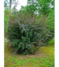 Épine-vinette - Berberis vulgaris - Haie champetre  - Pepiniere Alsace - Vegetal Local Nord Est - Bio - Jardin forêt comestible - fruitier - permaculture