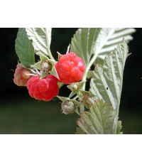 Framboisier 'September' - Rubus idaeus - Haie champetre  - Pepiniere Alsace - Vegetal Local Nord Est - Bio - Jardin forêt comestible - fruitier - permaculture