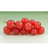 Groseillier à grappes 'Rouges de Versailles' - Ribes rubrum - Haie champetre  - Pepiniere Alsace - Vegetal Local Nord Est - Bio - Jardin forêt comestible - fruitier - permaculture