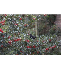 Houx commun - Ilex aquifolium - Haie champetre  - Pepiniere Alsace - Vegetal Local Nord Est - Bio - Jardin forêt comestible - fruitier - permaculture