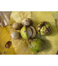 Pacanier rugueux - Caryer ovale - Carya ovata - Haie champetre  - Pepiniere Alsace - Vegetal Local Nord Est - Bio - Jardin forêt comestible - fruitier - permaculture