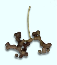 Raisinier de Chine – Arbre aux raisins secs - Hovenia dulcis - Haie champetre  - Pepiniere Alsace - Vegetal Local Nord Est - Bio - Jardin forêt comestible - fruitier - permaculture