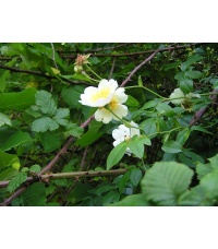 Rosier des champs - Rosa arvensis - Haie champetre  - Pepiniere Alsace - Vegetal Local Nord Est - Bio - Jardin forêt comestible - fruitier - permaculture