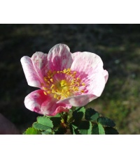 Rosier pimprenelle - Rosa spinosissima - Haie champetre  - Pepiniere Alsace - Vegetal Local Nord Est - Bio - Jardin forêt comestible - fruitier - permaculture