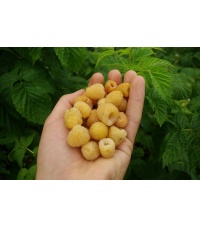 Framboisier 'Fall gold' - Rubus idaeus  - Haie champetre  - Pepiniere Alsace - Vegetal Local Nord Est - Bio - Jardin forêt comestible - fruitier - permaculture