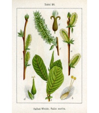 Saule à oreillettes - Salix aurita - Haie champetre  - Pepiniere Alsace - Vegetal Local Nord Est - Bio - Jardin forêt comestible - fruitier - permaculture