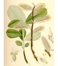 Saule cendré - Salix cinerea - Haie champetre  - Pepiniere Alsace - Vegetal Local Nord Est - Bio - Jardin forêt comestible - fruitier - permaculture