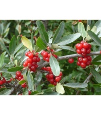 Shépherdie argentée - Shepherdia argentea - Haie champetre  - Pepiniere Alsace - Vegetal Local Nord Est - Bio - Jardin forêt comestible - fruitier - permaculture