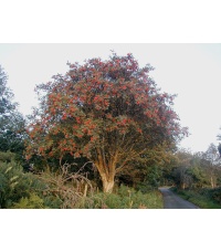 Sorbier des oiseleurs - Sorbus aucuparia - Haie champetre  - Pepiniere Alsace - Vegetal Local Nord Est - Bio - Jardin forêt comestible - fruitier - permaculture