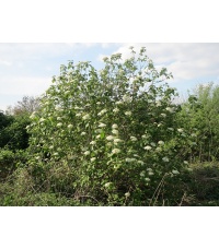 Viorne lantane - Viburnum lantana - Haie champetre  - Pepiniere Alsace - Vegetal Local Nord Est - Bio - Jardin forêt comestible - fruitier - permaculture