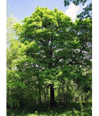Alisier torminal - Sorbus torminalis- Haie champetre - Pepiniere Alsace - Vegetal Local Nord Est- Bio