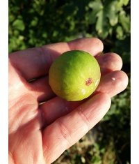 Figuier 'Türkiye' verte - Ficus carica - Haie champetre  - Pepiniere Alsace - Vegetal Local Nord Est - Bio - Jardin forêt comestible - fruitier - permaculture