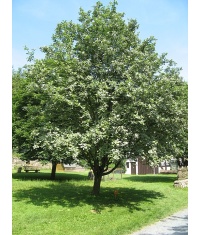 Alisier blanc - Sorbus aria - Haie champetre  - Pepiniere Alsace - Vegetal Local Nord Est - Bio - Jardin forêt comestible - fruitier - permaculture