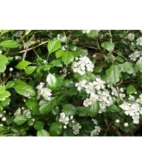 Aubépine à deux styles - Crataegus laevigata  - Haie champetre  - Pepiniere Alsace - Vegetal Local Nord Est - Bio - Jardin forêt comestible - fruitier - permaculture