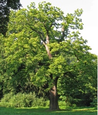 Châtaignier - Castanea sativa - Haie champetre  - Pepiniere Alsace - Vegetal Local Nord Est - Bio - Jardin forêt comestible - fruitier - permaculture