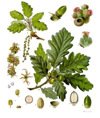 Chêne sessile - Quercus petraea - Haie champetre  - Pepiniere Alsace - Vegetal Local Nord Est - Bio - Jardin forêt comestible - fruitier - permaculture