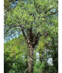 Cormier - Sorbus domestica - Haie champetre  - Pepiniere Alsace - Vegetal Local Nord Est - Bio - Jardin forêt comestible - fruitier - permaculture