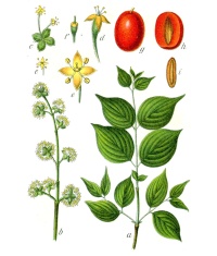 Cornouiller mâle - Cornus mas - Haie champetre  - Pepiniere Alsace - Vegetal Local Nord Est - Bio - Jardin forêt comestible - fruitier - permaculture