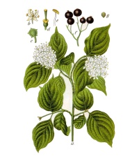 Cornouiller sanguin - Cornus sanguinea - Haie champetre  - Pepiniere Alsace - Vegetal Local Nord Est - Bio - Jardin forêt comestible - fruitier - permaculture