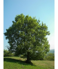 Érable champêtre - Acer campestre - Haie champetre  - Pepiniere Alsace - Vegetal Local Nord Est - Bio - Jardin forêt comestible - fruitier - permaculture