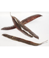 Févier d’Amérique - Gleditsia triacanthos - Haie champetre  - Pepiniere Alsace - Vegetal Local Nord Est - Bio - Jardin forêt comestible - fruitier - permaculture