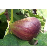 Figuier 'Italia' violette - Ficus carica - Haie champetre  - Pepiniere Alsace - Vegetal Local Nord Est - Bio - Jardin forêt comestible - fruitier - permaculture