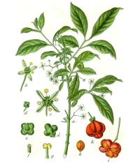 Fusain d’Europe - Euonymus europeaus - Haie champetre  - Pepiniere Alsace - Vegetal Local Nord Est - Bio - Jardin forêt comestible - fruitier - permaculture